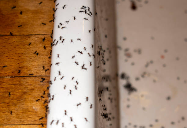 Pest Prevention Services in Quantico Base, VA