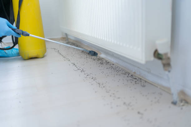 Wasp Removal Services in Quantico Base, VA